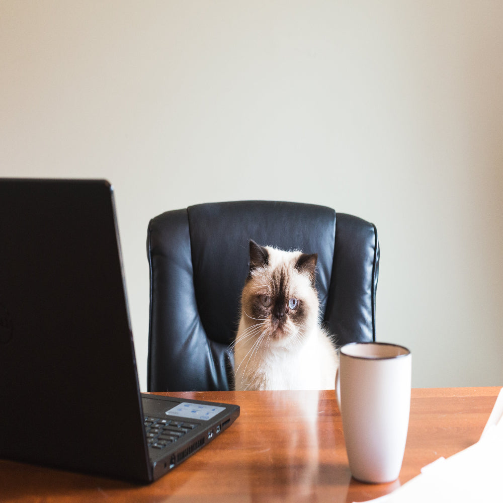 contact us cat office worker
